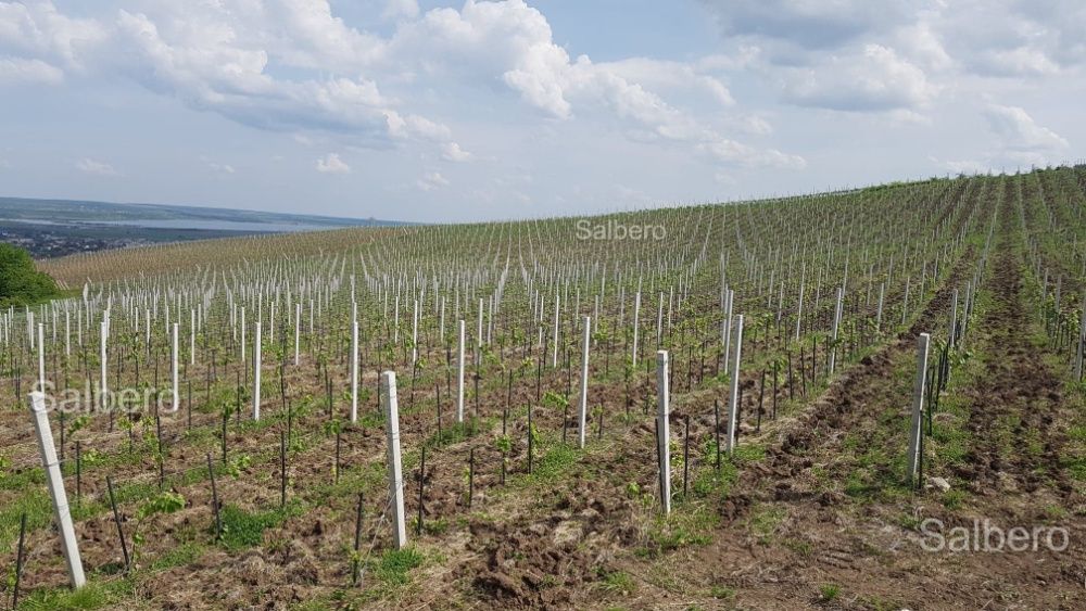 Spalieri din Beton pentru vie sau imprejmuiri Tg Jiu, Scoarța.