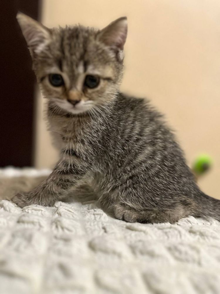 Продам породистых котят..