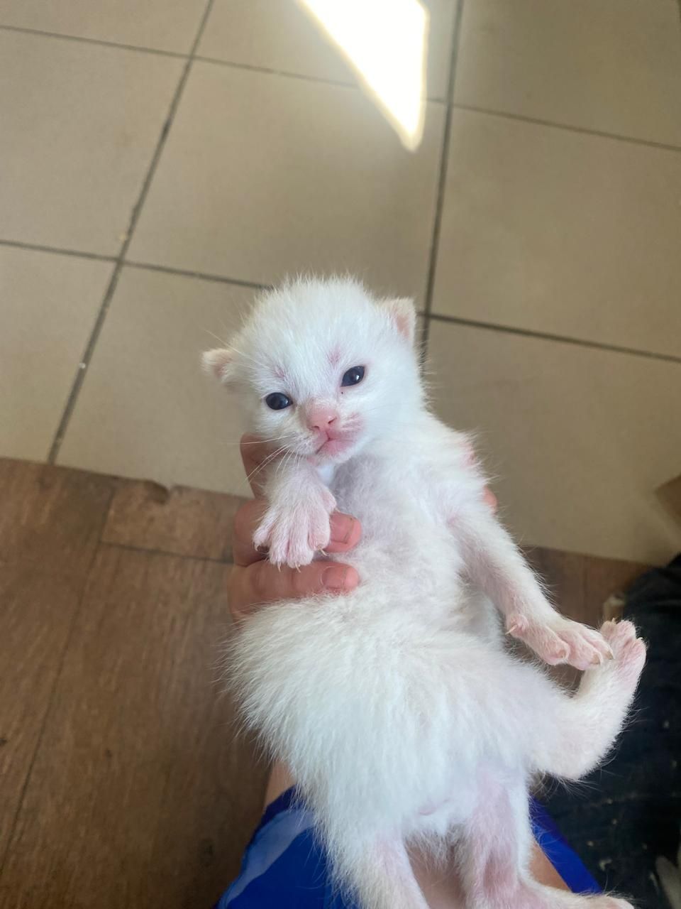 Продам 4 котят вислоухи
