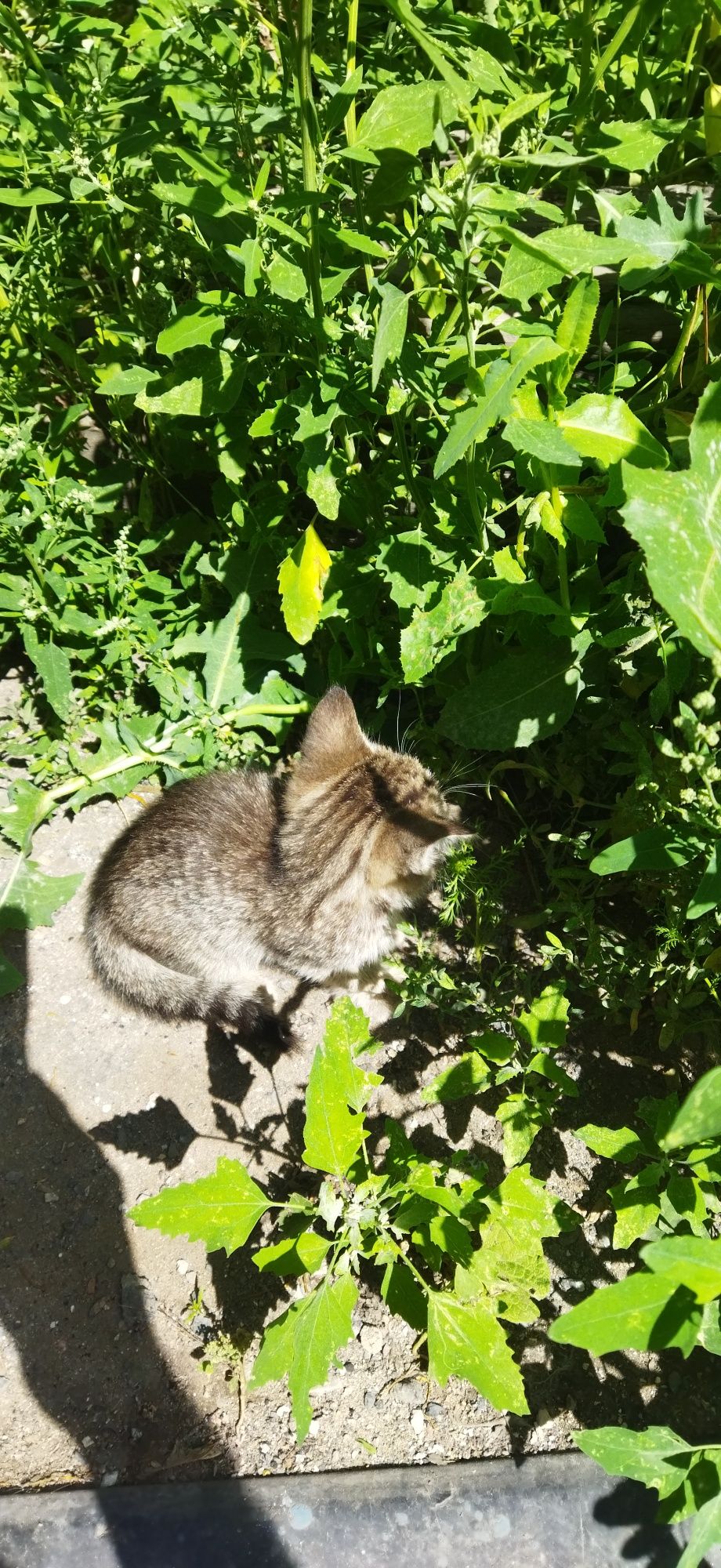 Классные котятки