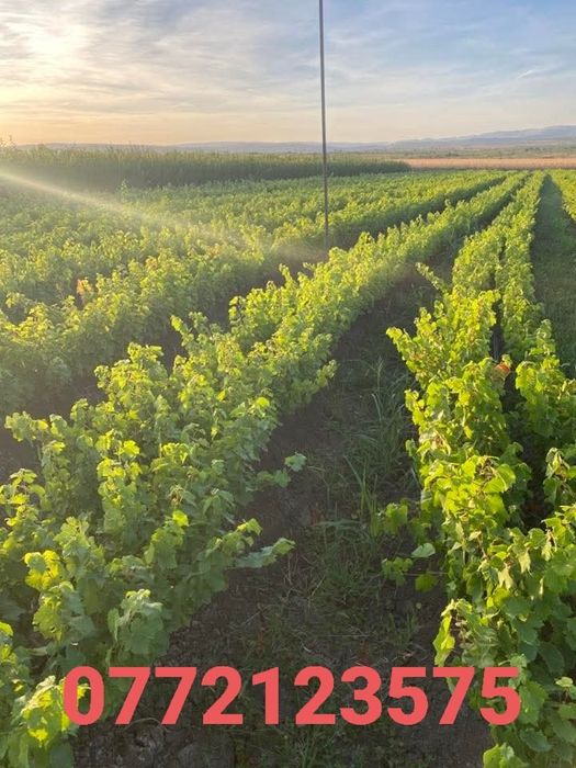 Butasi vita de vie hibrid și altoiți