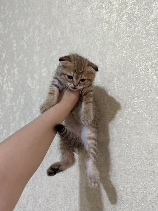 Scottish fold zolotaya shinshilla rassrockaga beriladi
