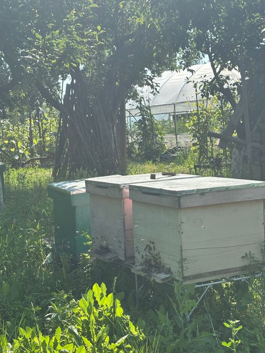 Familii de albine