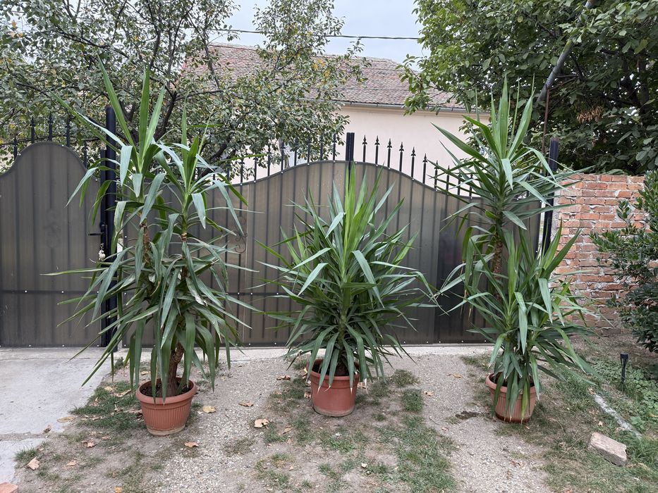 Yucca de vanzare.