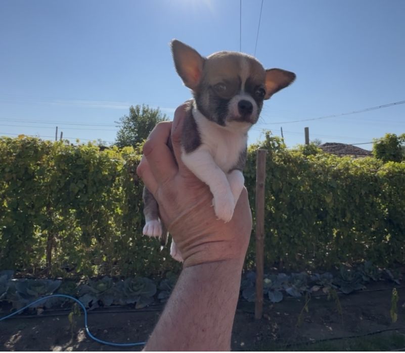 Продавам чихуахуа - момче и момиче