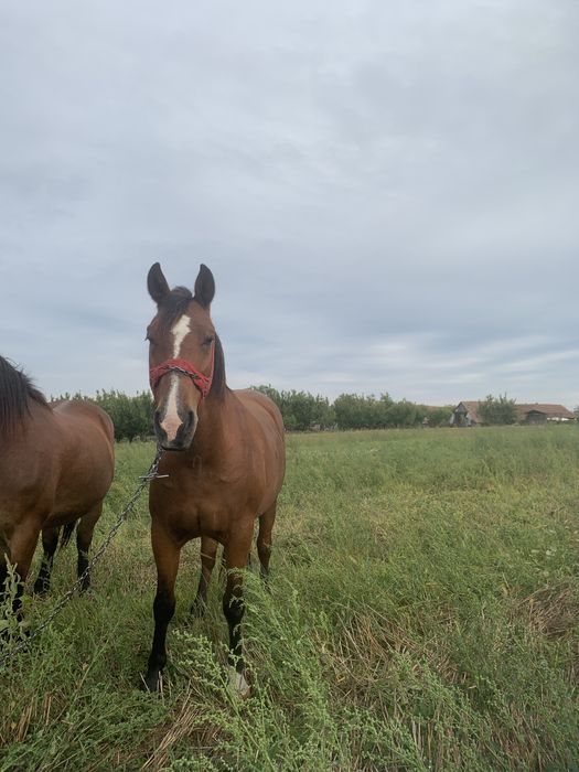 Vand iapa buna de 10 ani ingrijita si potcovita la timp