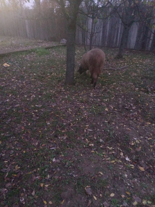 De vanzare pereche carabase