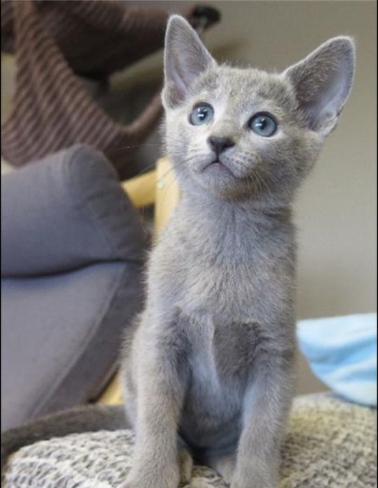 Продавам котенца,порода руска синя котка