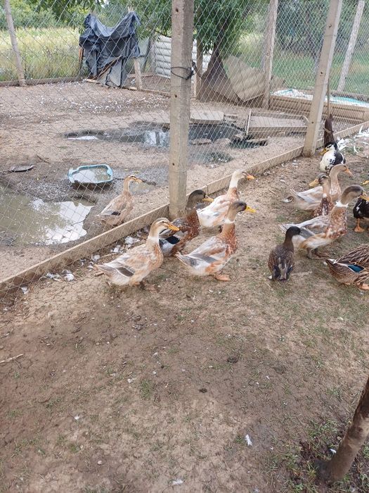 Rate macaitoare de vanzare