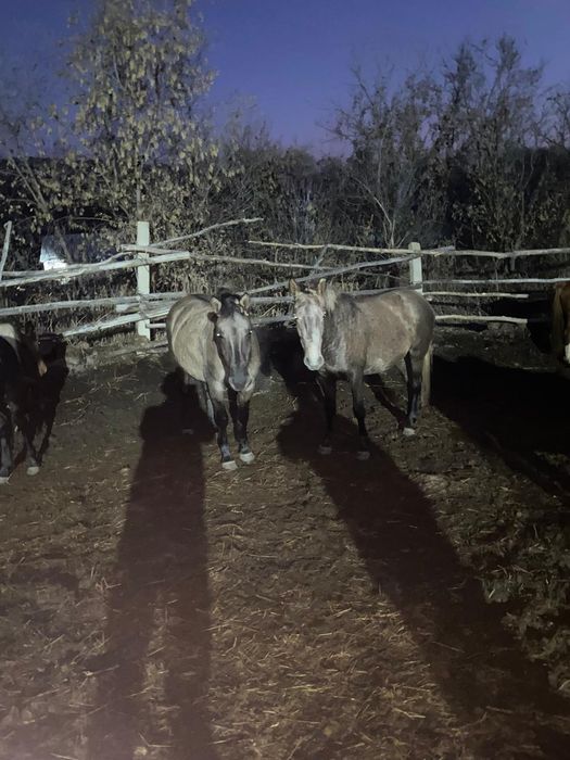 Продам лошадей кобылы