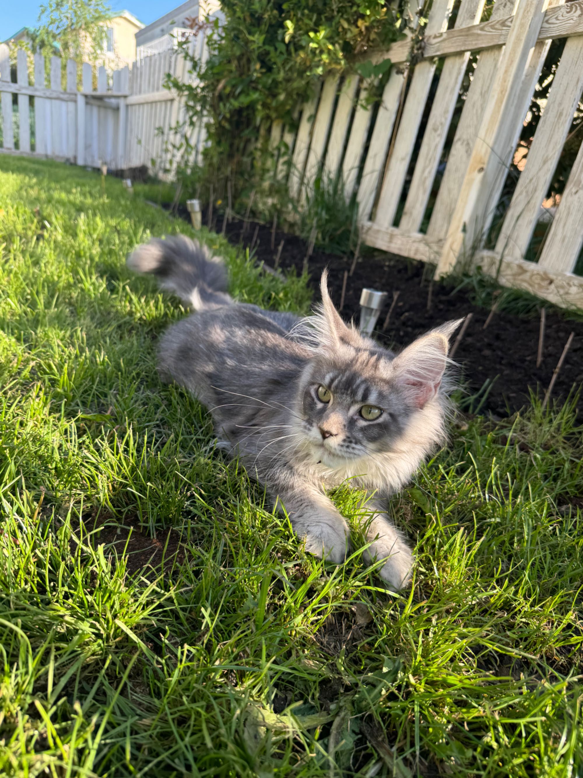 Mainecoon Fetița 6 luni, Felisa autorizată Amazing Purr