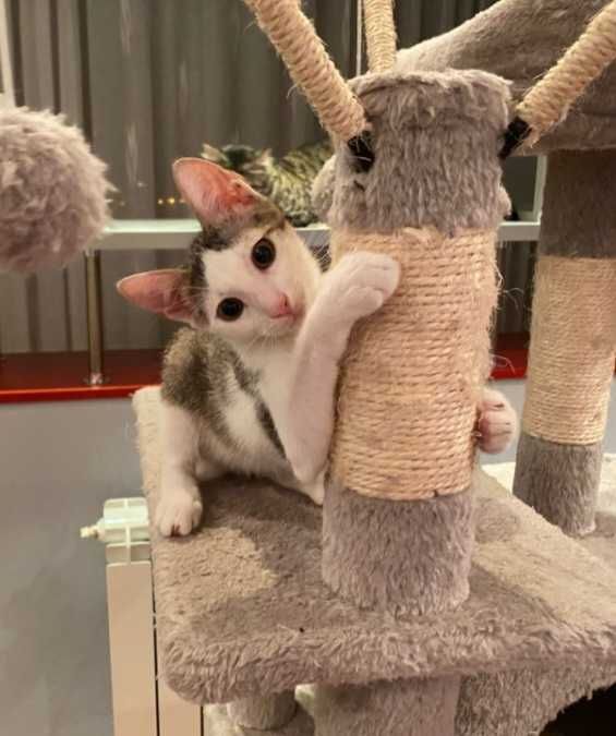 Adoptie pui de pisica, Alma