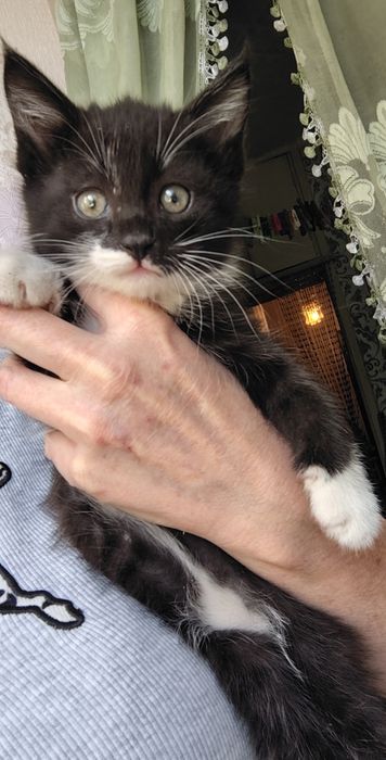 Отдам котят в хорошие руки