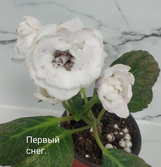 Цветущие глоксинии.