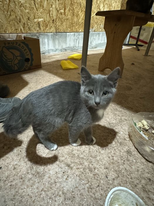 Котята даром отдам
