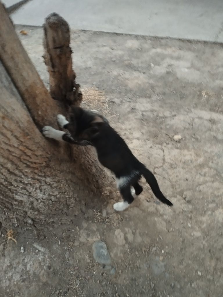 Отдам даром пять котят,самостоятельно кушают,