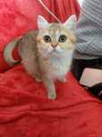 British shorthair golden