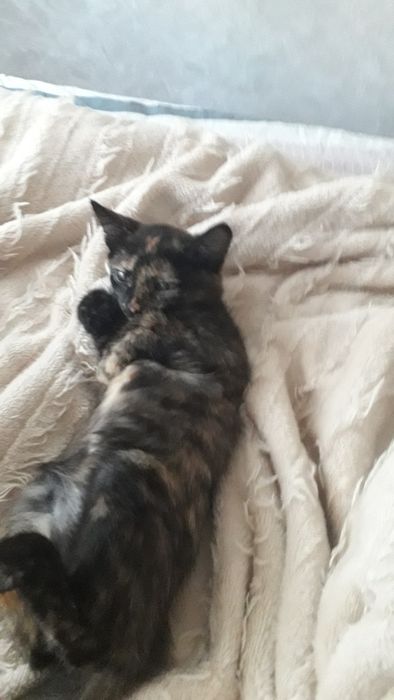 Отдам в заботливые руки, девочка, родилась 19 апреля, самостоятельная