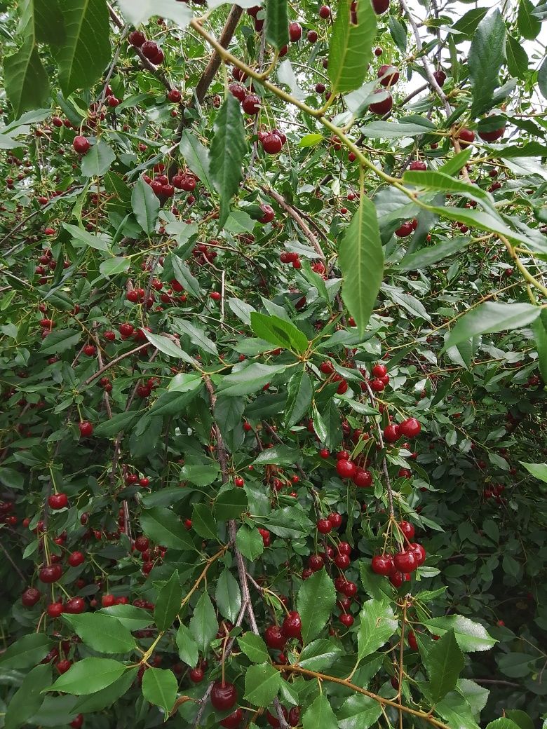 Продам вишню, вкусная спелая.
