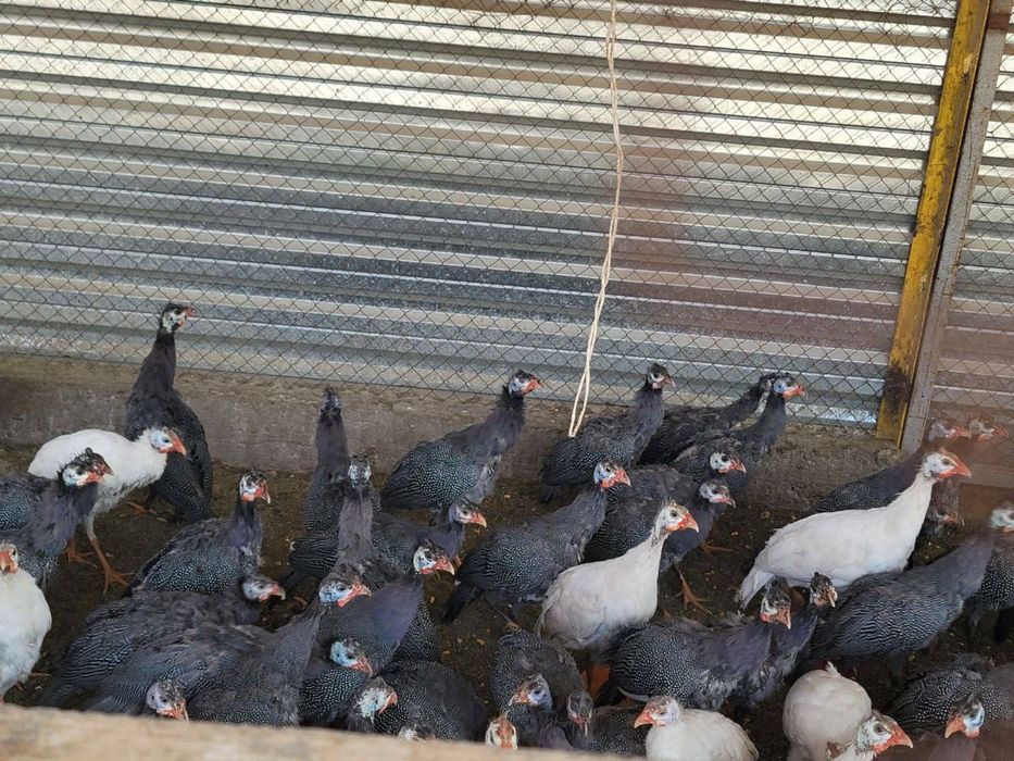 Цесаркалар сотилади