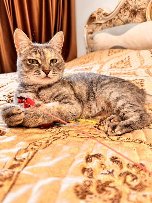 Кошечка трехцветная годовалая ласковая ищет дом