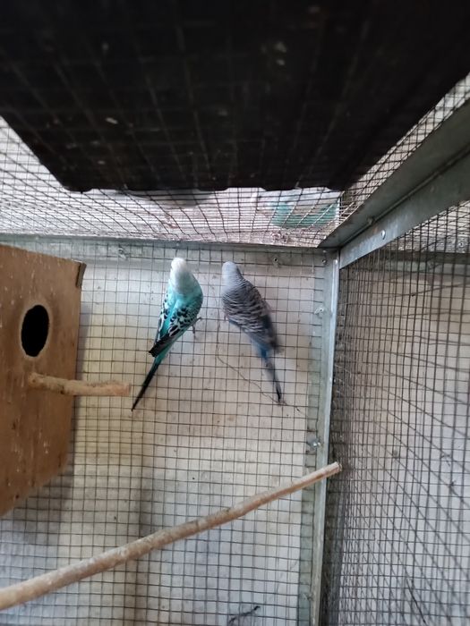 Продаётся взрослые пары волнистых попугай