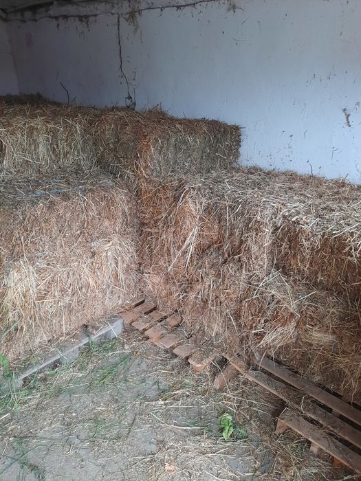 Baloti lucerna cu trifoi!