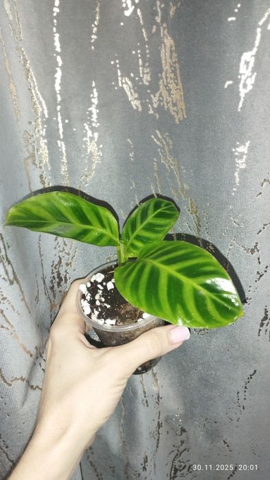 Продается Шикарная детка Калатея Зебрина