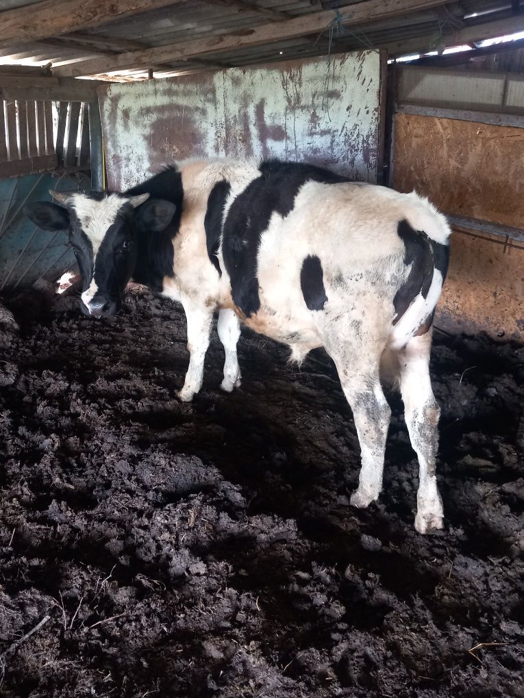Vand Tauras.holstein