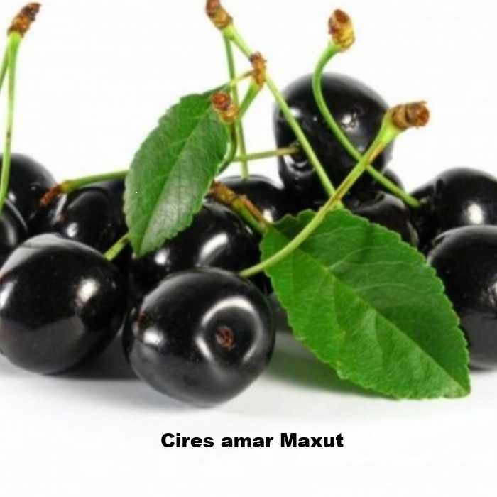 Pomi fructiferi-Cires Amar ( Negru, Roz si Alb)
