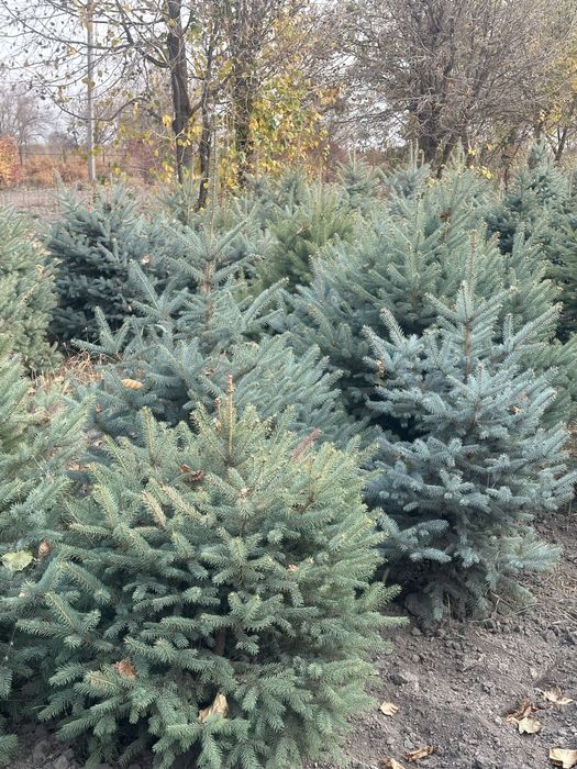 Голубой елка. Елка. Голубая елка