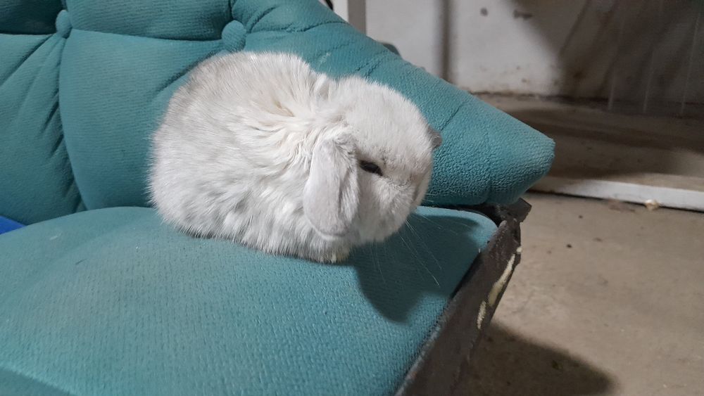 Срочно продаются декоративные карликовые кролики