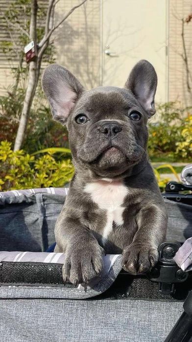 Bulldog francez mascul