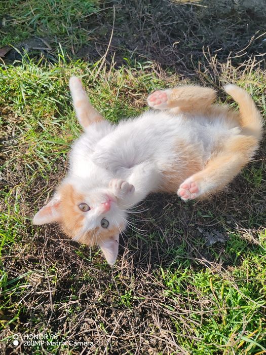 Pisoi pentru adopție!