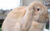 Продам кроликов породы французский баран есть самки и самцы