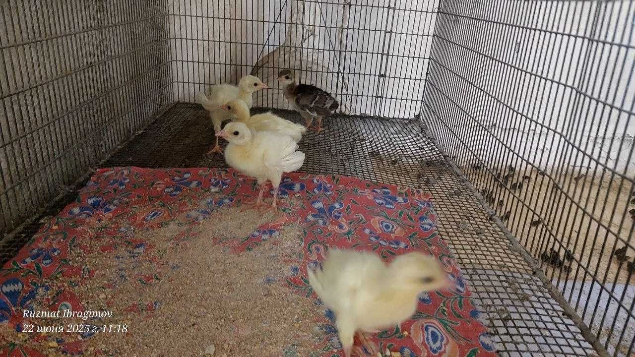 Павлин Белый  в Хорезме продается павлинята. Ок товус жужалари