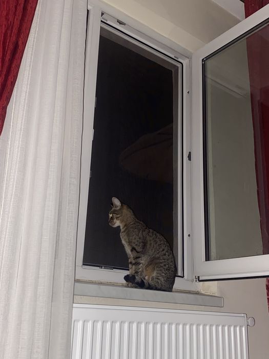 Pisica spre adoptie GRATUIT