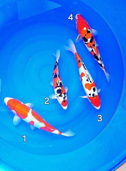 Crapi koi diverse mărimi și varietati