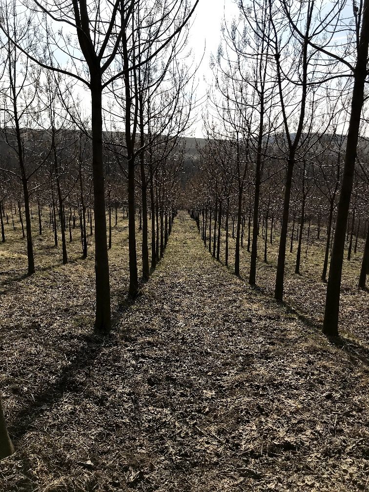 Paulownia imperial