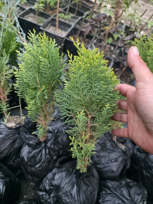 Туя голд ва можжевельник блю эрроу