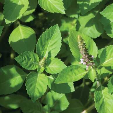 +50 seminte tulsi busuioc sfânt ocimum tenuiflorum