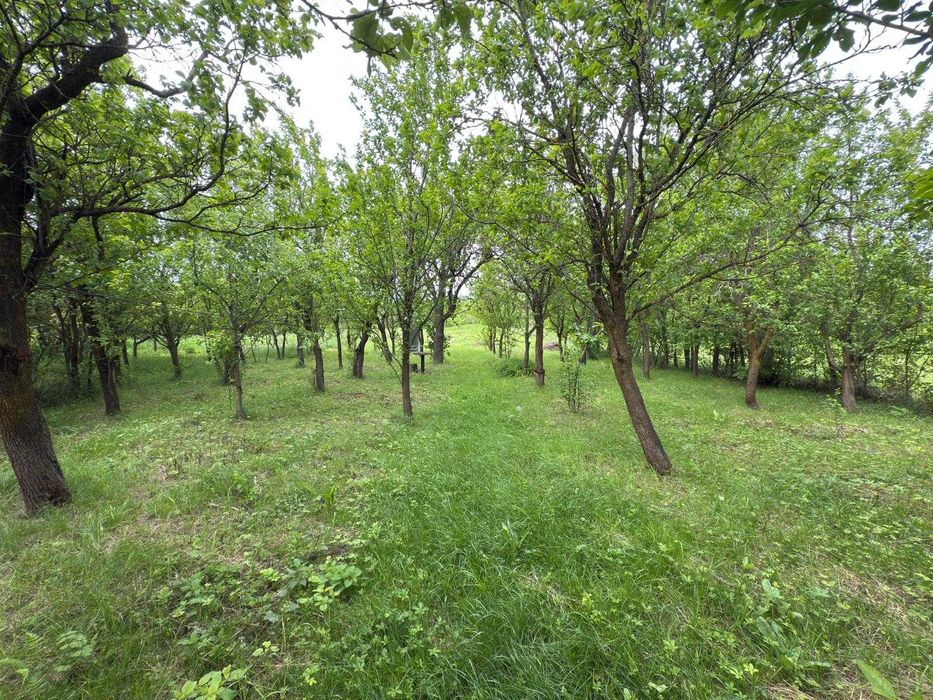 Vand teren intravilan cu casa, anexe gospodaresti si gradina in Aiton