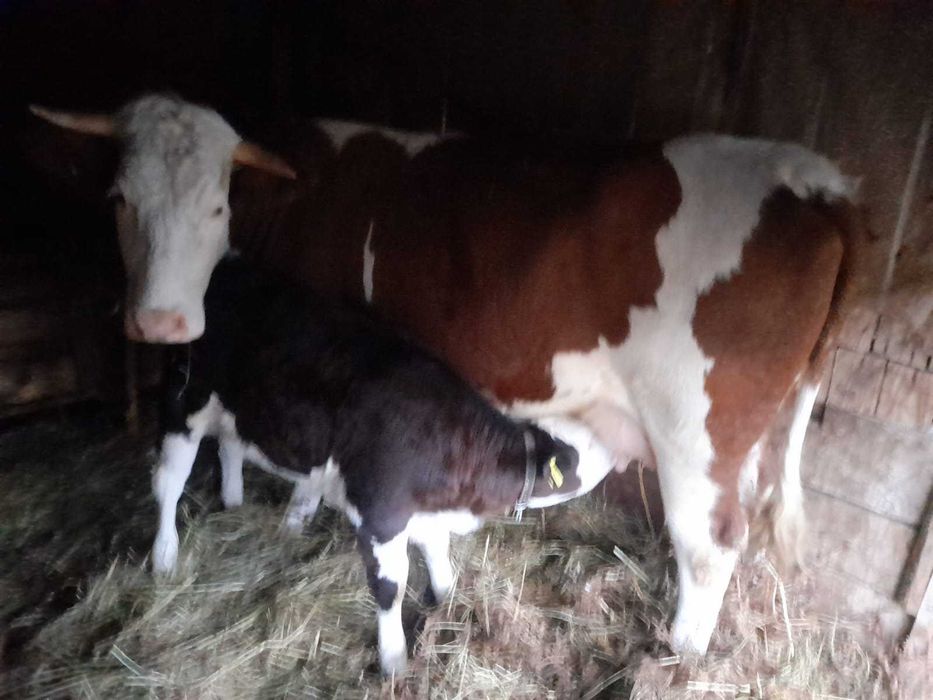 Vand vaca baltata romaneasca impreuna vitea aceeasi rasa sau separat