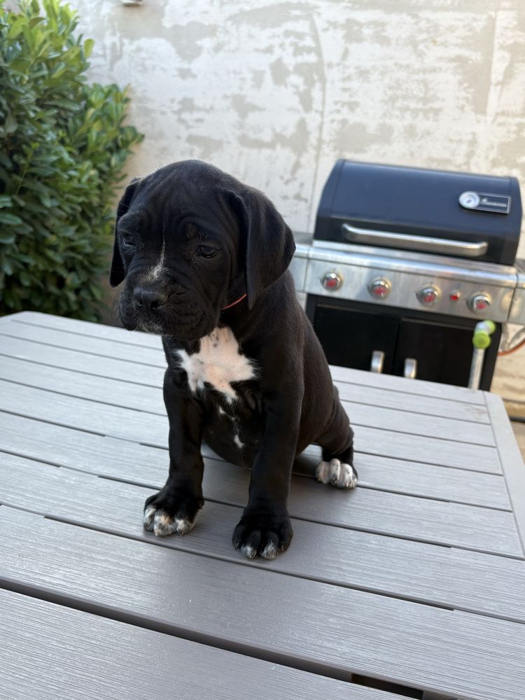Cateluse cane corso 9 saptamani, femele, negre