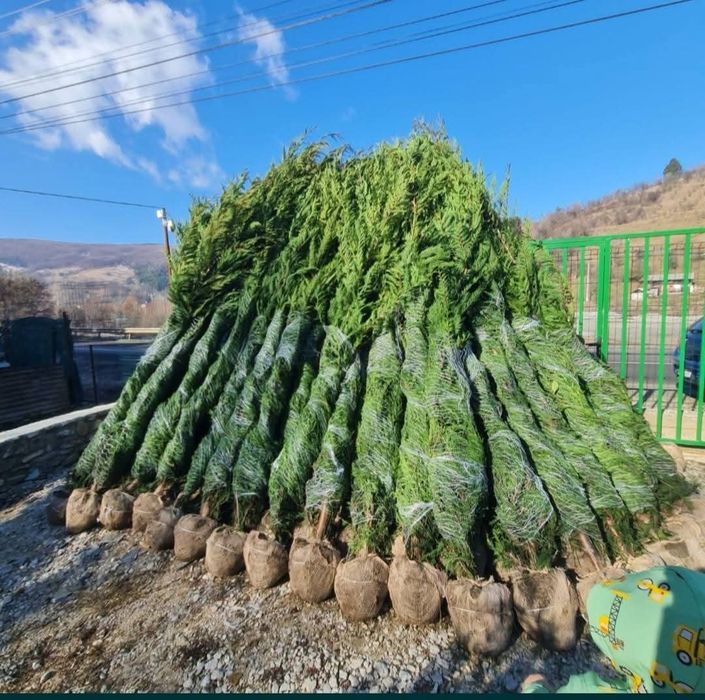 Leylandii 2.5m- 2.5m gard viu/ gazon rulou sport/ calitate premium