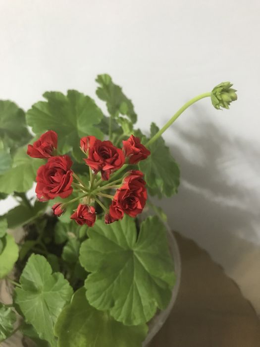 Продам пиларгонии(герань)