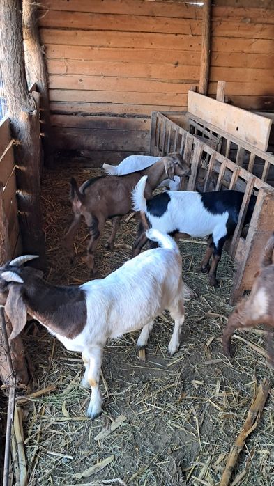 Vând iezi pentru sacrificat au 28 29 32 kg