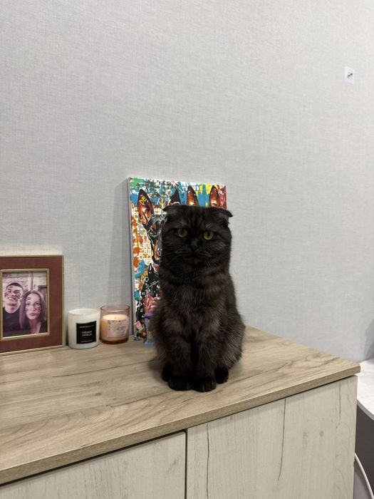 Отдам кошку в добрые руки