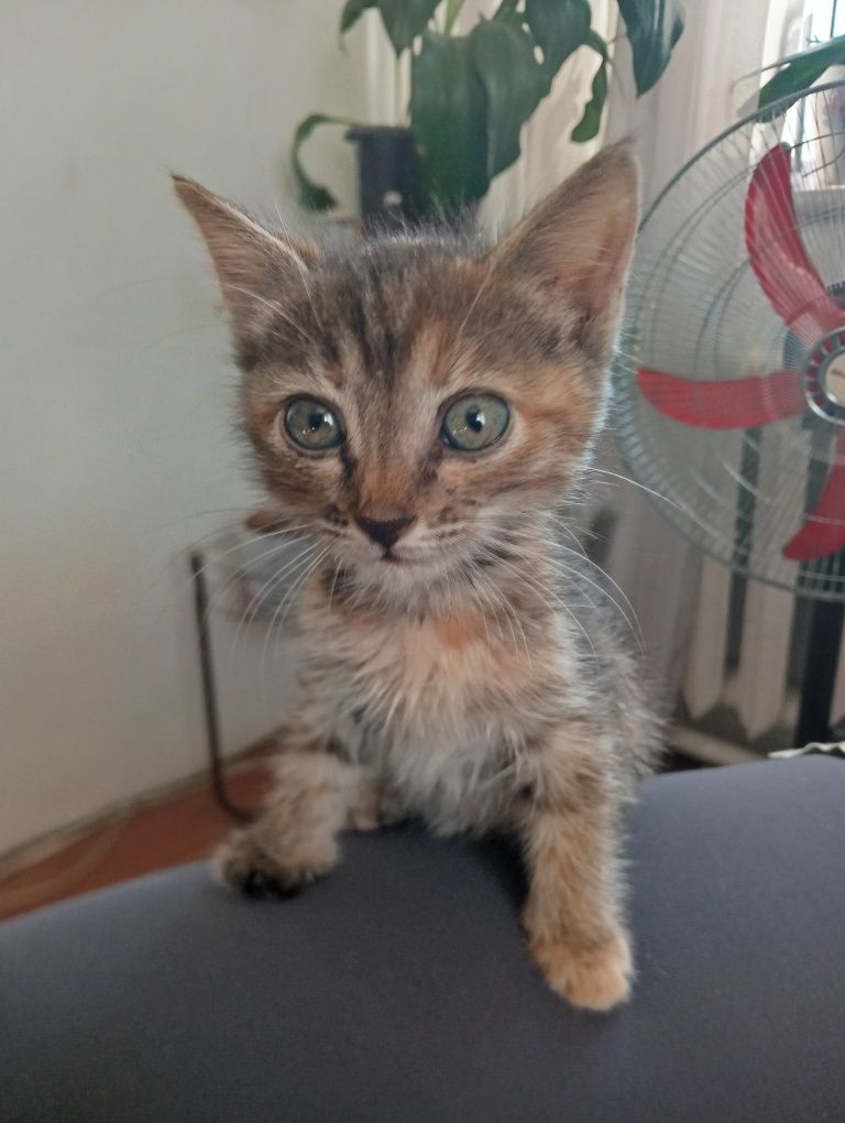 Отдам котенка в добрые руки