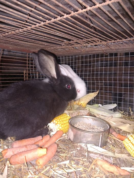 Iepurași drăgălași